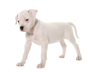 puppy american bulldog