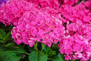 pink hydrangea