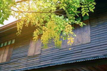 Golden shower with Thai style house background.