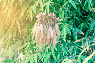 Drying postharvest corn by hanging with wire.