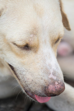 white dog close up (Thai dog)