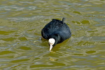 Foulque macroule sur l'eau verte
