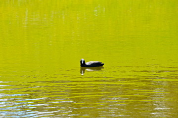 Foulque macroule sur l'eau verte