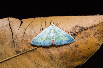 Unidentified moth on dried leaf