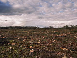 Destroyed forest, front in focus.