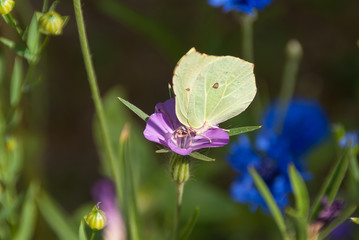 Zitronenfalter beim Nektar sammeln - Gonepteryx  rhamni
