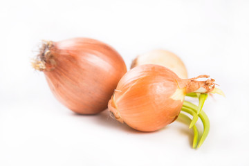 onion isolated on white