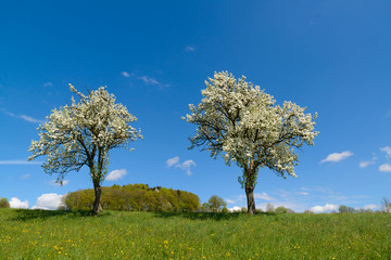 prachtvolle Frühlingsbaumblüte