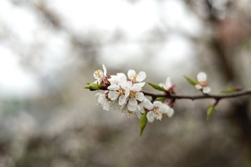 Fototapeta premium flowering
