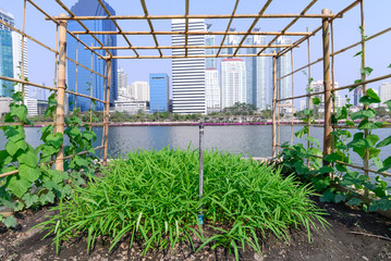 Vegetable plantation in urban garden.