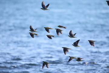 アオバト/ハト科アオバト属