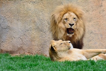 Fototapeta na wymiar Big lion roaring while sitting near lioness
