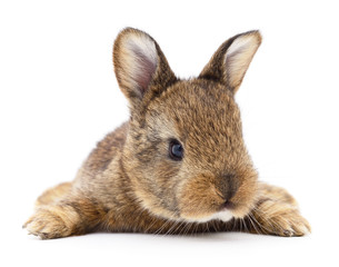 Obraz premium Brown bunny rabbit.