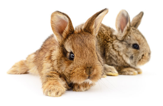 Two bunny rabbits.
