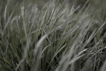
dew on the grass