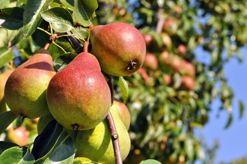 close-up of ripe pears