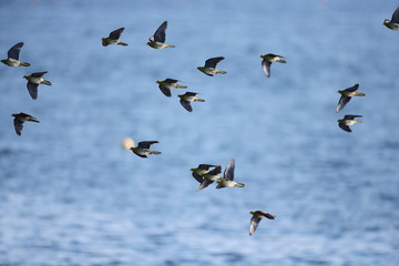 アオバト/ハト科アオバト属