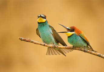European bee eater male attacking other male, on the perch, with clean background, Hungary, Europe