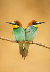 Fototapeta premium Pair of european bee eaters, perching on the branch, clean background, Hungary, Europe