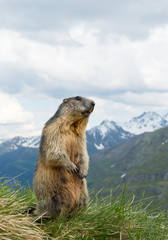 Alpine marmot standing in the grass, with snowy mountains in the background, Austria, Europe