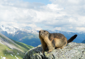 Alpine marmot standing on the boulder, with snowy mountains in the background, Austria, Europe