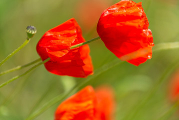 Naklejka premium Poppies. Tuscany meadow