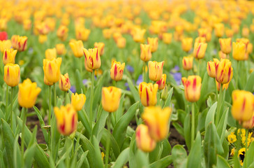 Tulip flowers in the garden