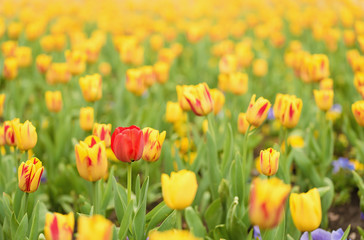 Fototapeta premium Tulip flowers in the garden