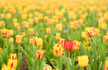 Tulip flowers in the garden
