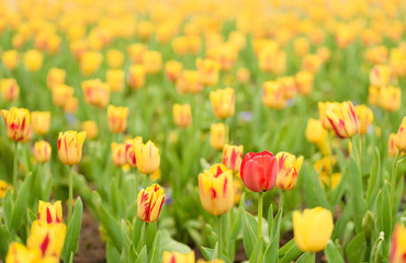 Obraz premium Tulip flowers in the garden