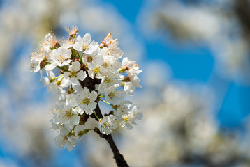White flowers against blue sky. Spring background