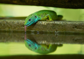 European green lizzard drinking from the pond, open mouth with tongue, Hungary, Europe