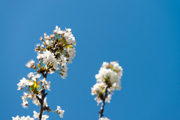 White flowers against blue sky. Spring background