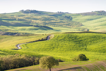 Fototapeta premium Beautiful countryside of Tuscany
