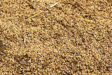Récolte de riz à Madagascar