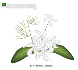 Poet's Jasmine, The National Flower of Pakistan