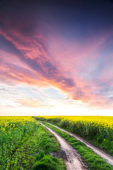 Fototapeta premium Way on yellow field.Field of rape with spectacular sky