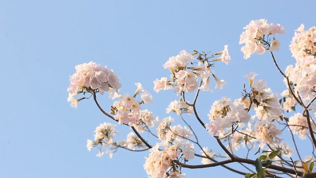 flower of pink trumpet tree with blue sky background