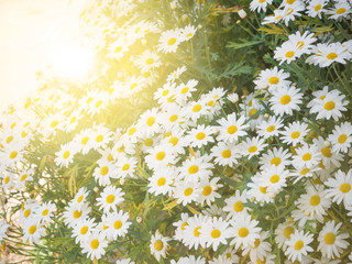 White daisies in summer filed with warm toned filter