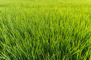 paddy field of rice