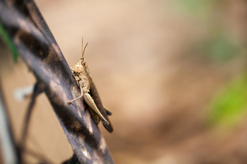 Grasshopper, brown grasshopper catching tent in the forest, Thailand