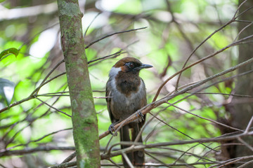 white-necked laughingthrush, white-necked laughingthrush catching tree in Maewong forest, Thailand