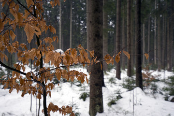 Dark snow forest, Jeseniky, Czech republic
