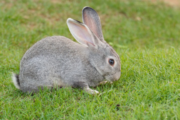 Rabbit on the grass.