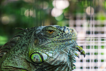 Close-up green Iguana head, selective focus on eye