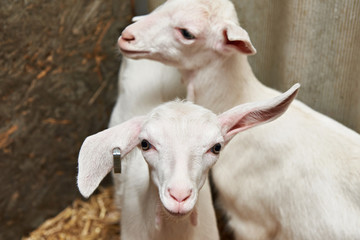 Goat kids in corral on farm