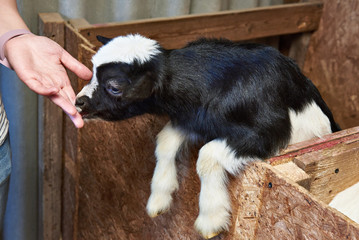 Goat kid licks hand of man on farm