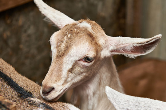 Goat kid in corral on farm