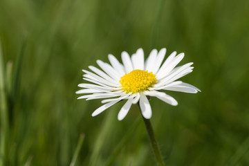 Fototapeta premium Gänseblümchen auf der Wiese