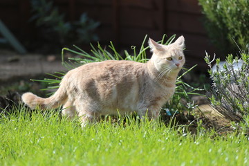 Ginger female cat playing in a garden